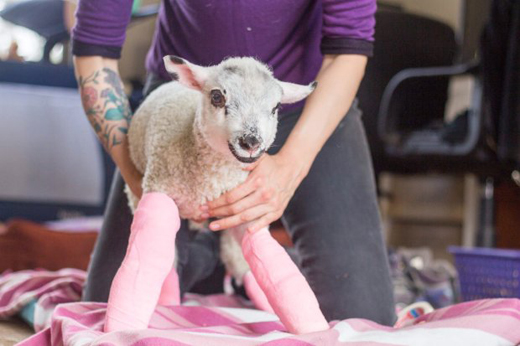 lamb 3